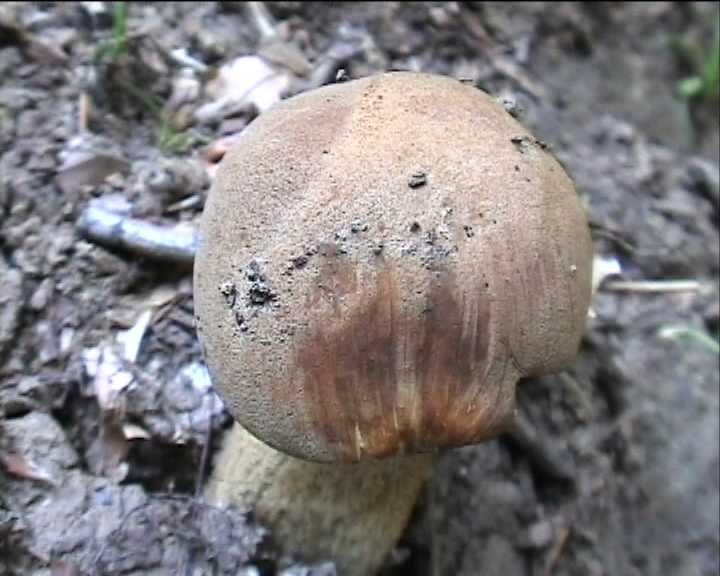 Leccinum crocipodium  (letellier)  Watling